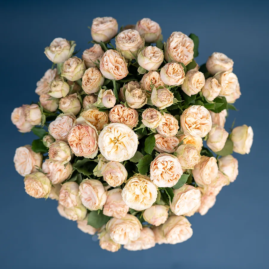 Букет из 15 персиковых кустовых роз Джентл Трендсеттер (03176)