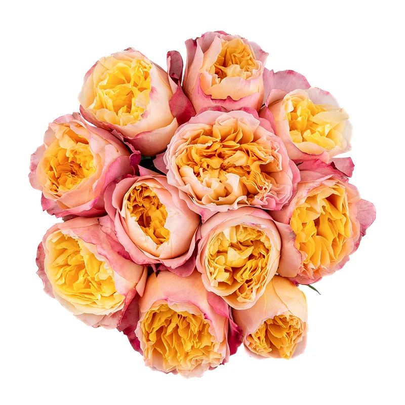 Букет из 11 кремовых садовых роз Дэвида Остина Эдит (01567)