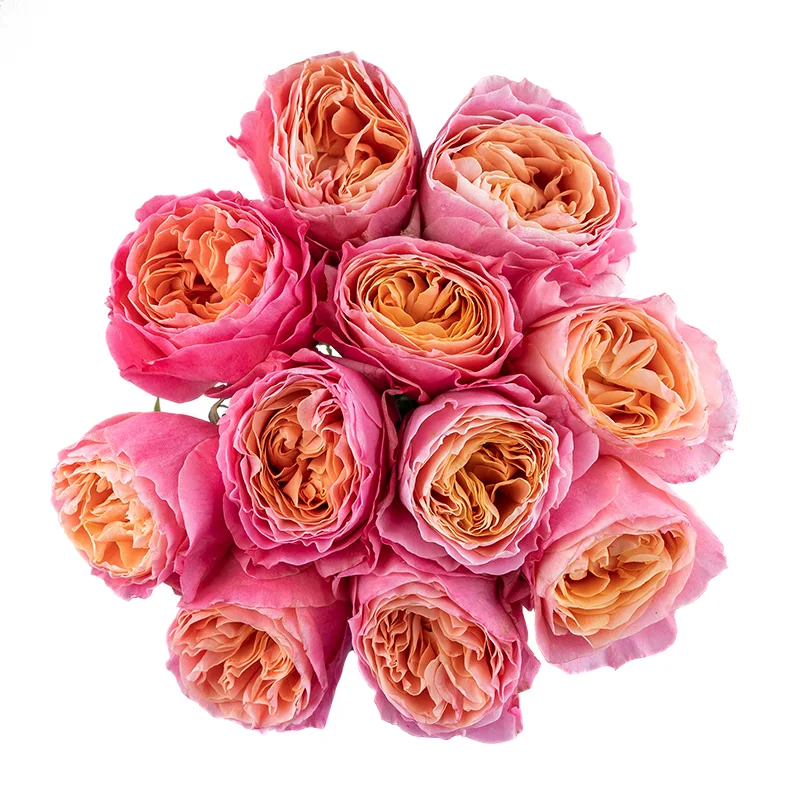Букет из 11 коралловых садовых роз Ловз Ми (01810)