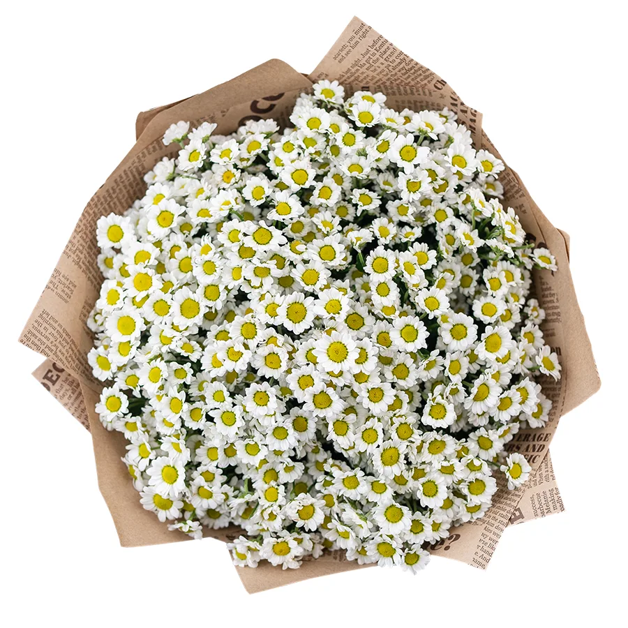 Букет из 17 белых кустовых хризантем Сантини Мадиба Линди Вайт (02818)