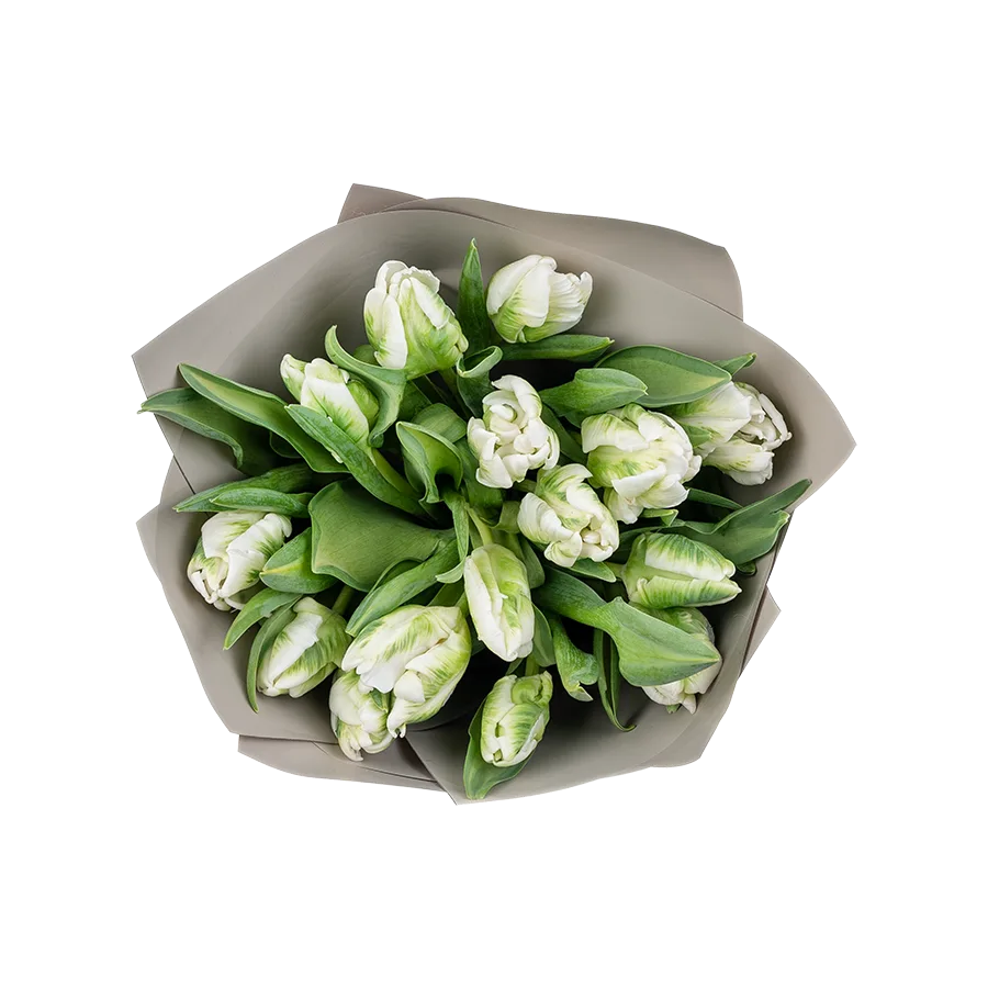 Букет из 15 белых попугайных тюльпанов Супер Пэррот (02006)