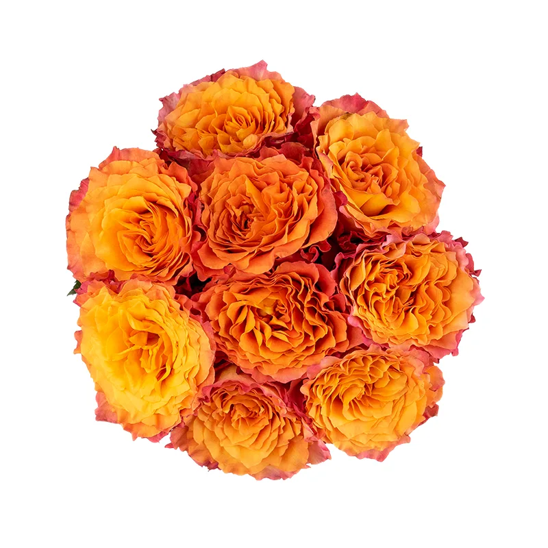 Букет из 9 оранжево-коралловых пионовидных роз Фри Спайрит (01595)