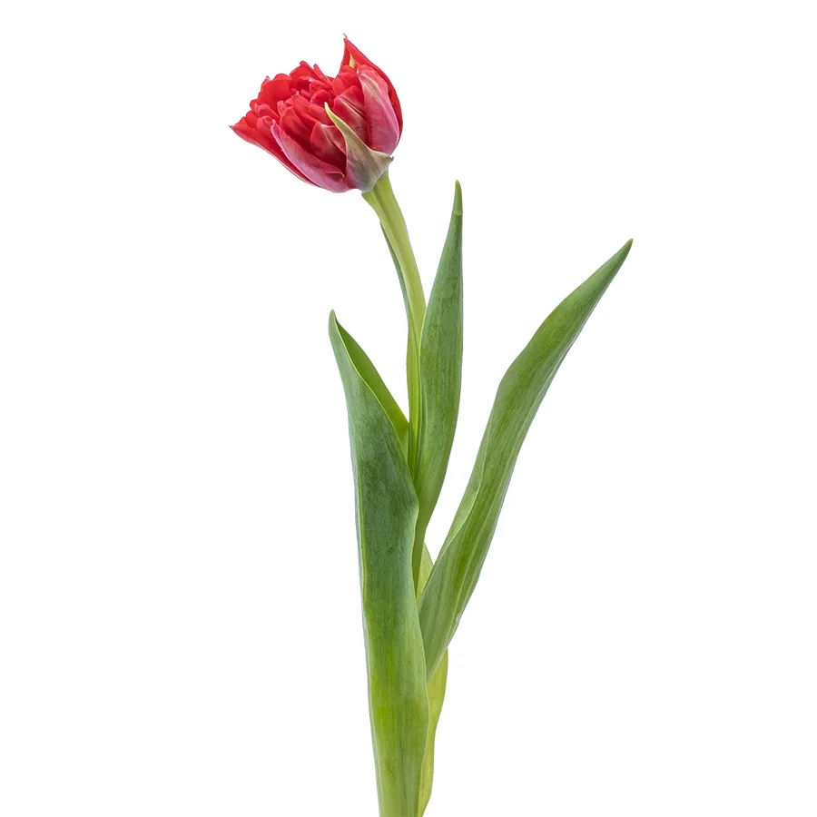 Тюльпан махровый красный Ремайндер (00624)
