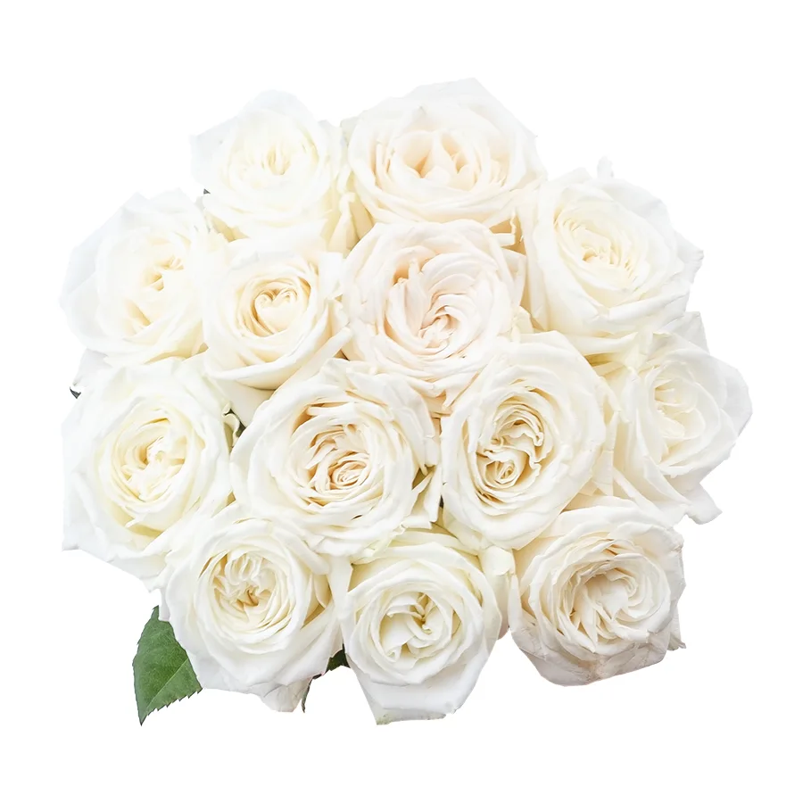Букет из 13 ярко-белых садовых роз Плайя Бланка (02163)