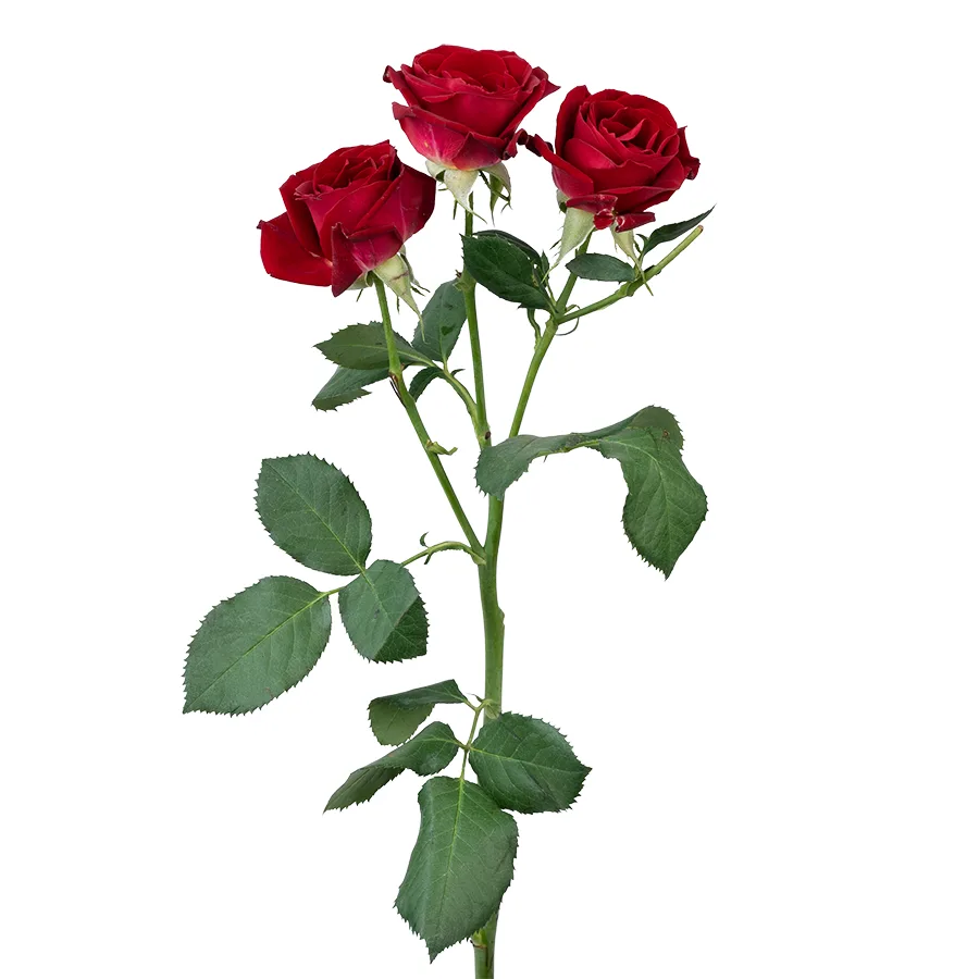 Роза кустовая бордовая Доминика 50 см (03077)