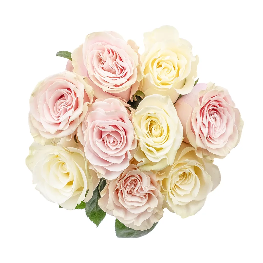 Букет из 9 белых и розовых роз Мондиаль и Пинк Мондиаль (02236)