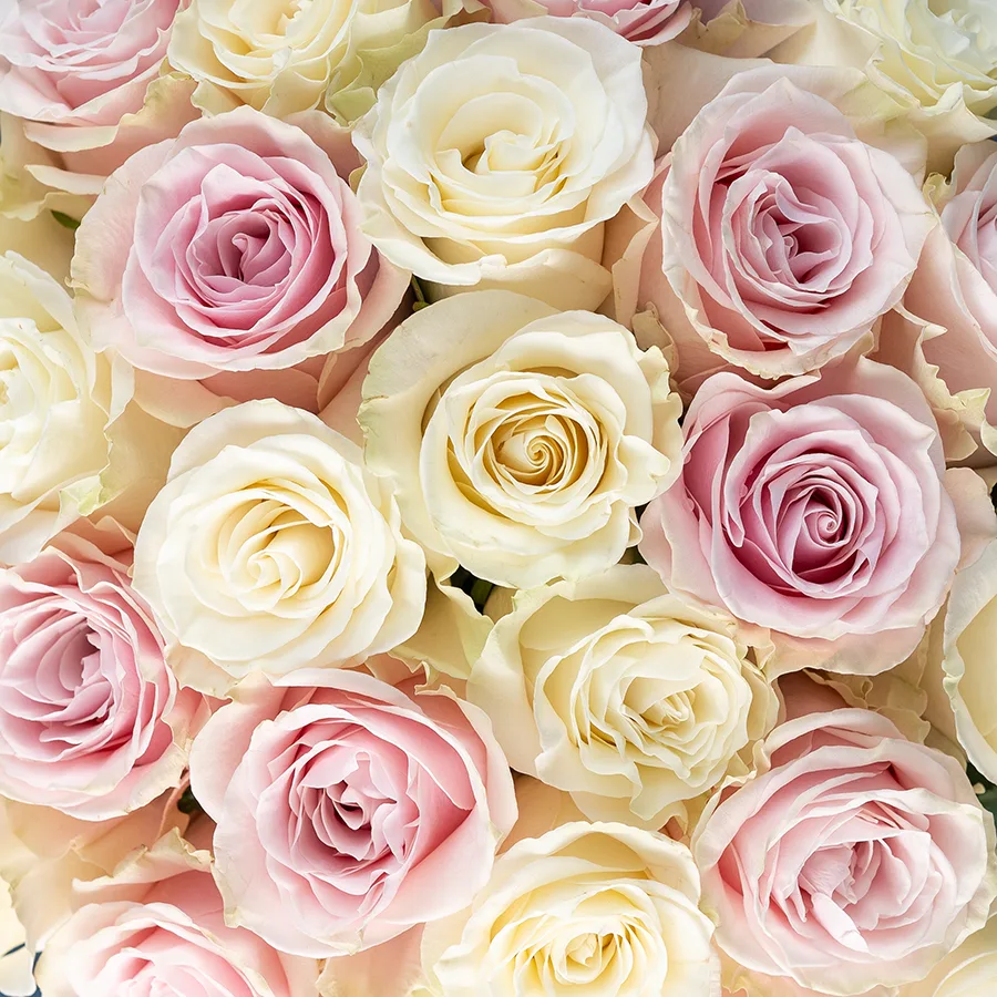 Букет из 25 белых и розовых роз Мондиаль и Пинк Мондиаль (02228)