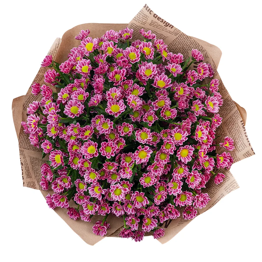 Букет из 23 пурпурных кустовых хризантем Сантини Любовь (02862)