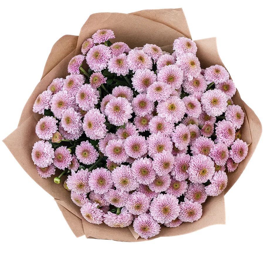 Букет из 15 розовых кустовых хризантем Сантини Дория Пинк (02634)