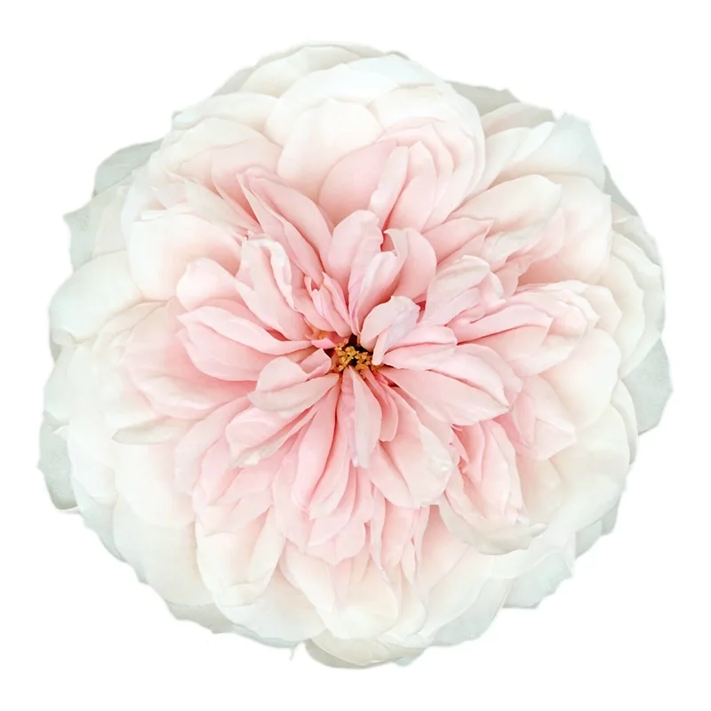 Роза садовая нежно-розовая Сабрина (00254)
