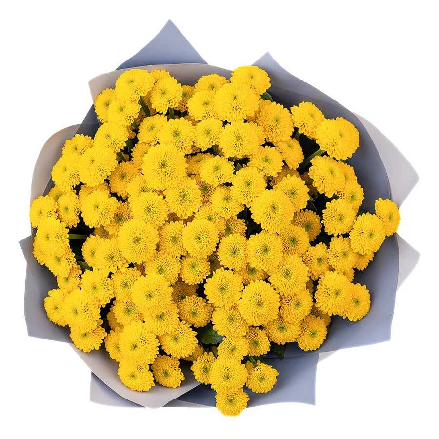 Букет из 17 желтых кустовых хризантем Сантини Ауринко (02673)
