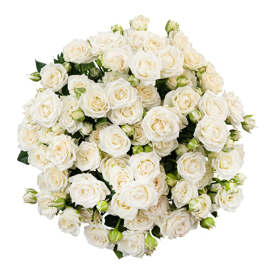 Букет из 13 белых кустовых роз Жозефина (02781)