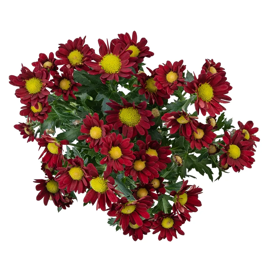 Хризантема кустовая красная Сантини Мадиба Дунга Рэд (02936)