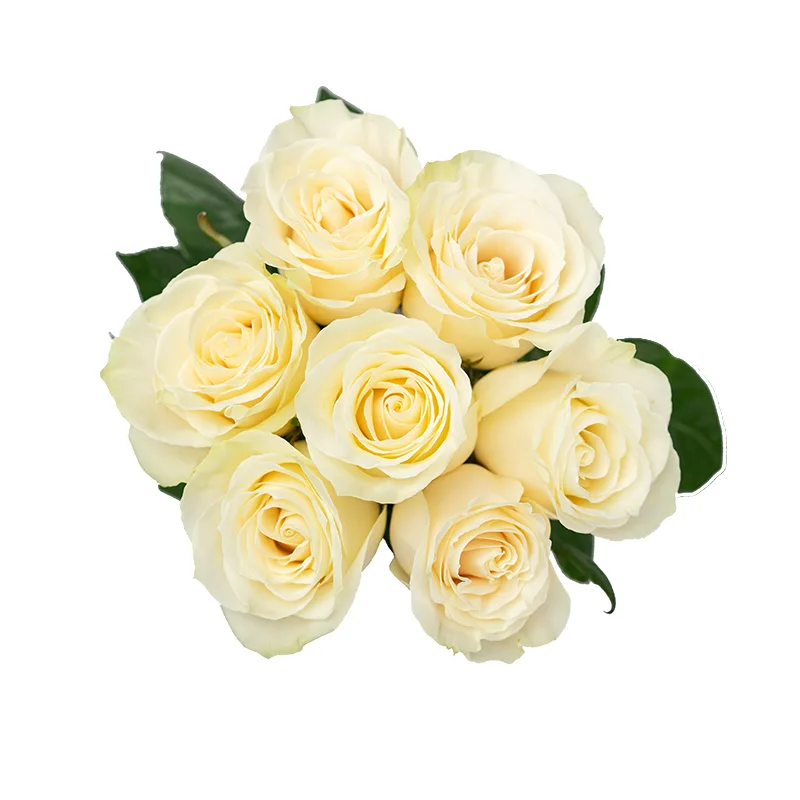 Букет из 7 белых роз Аваланж (01152)