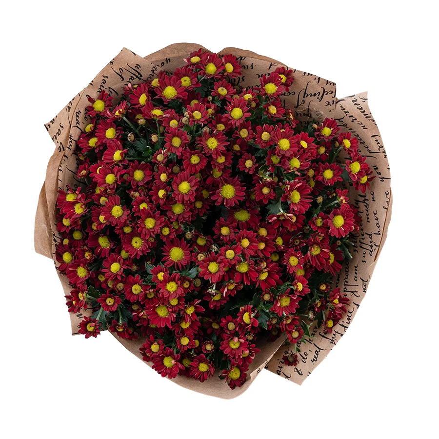 Букет из 13 красных кустовых хризантем Сантини Мадиба Дунга Рэд (02943)