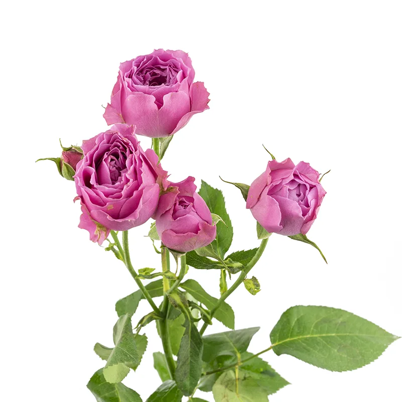 Роза кустовая сиреневая Мисти Баблз 50 см (00024)