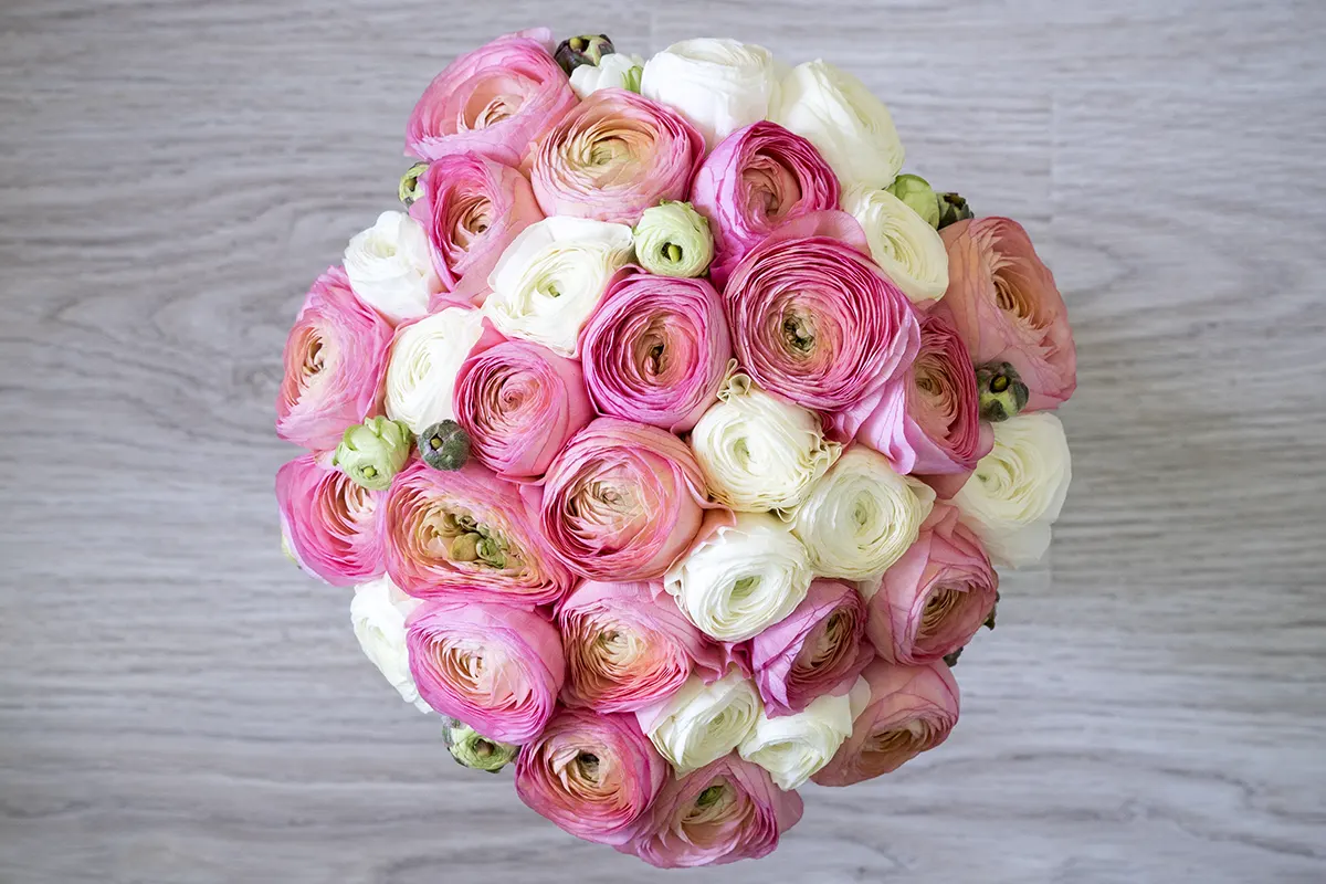 Букет из 35 розовых и белых ранункулюсов Клуни (00481)