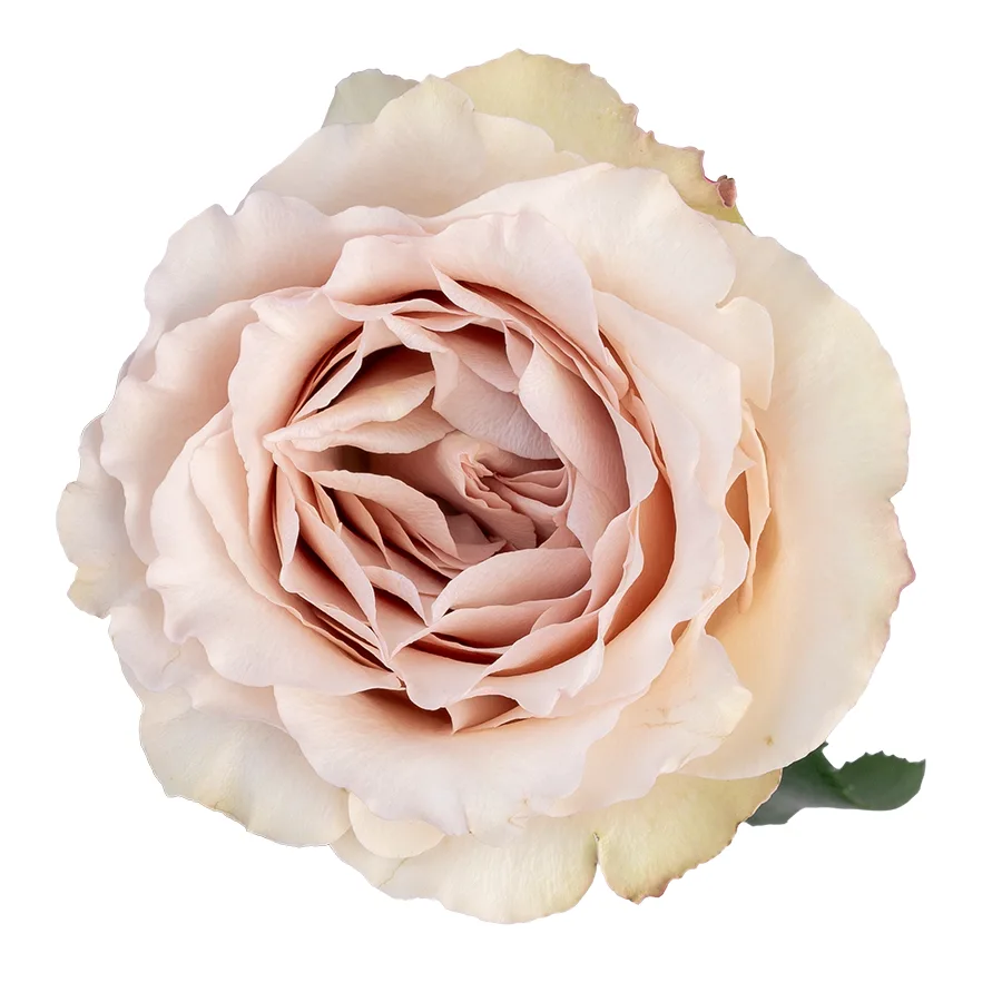 Роза садовая пыльно-песочная Квиксенд 60 см