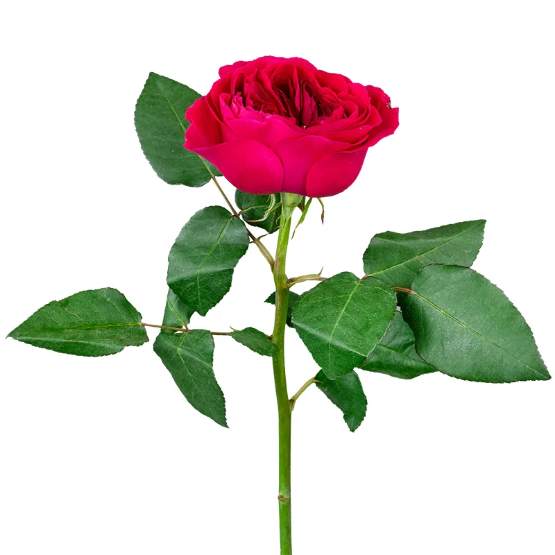 Роза садовая красно-малиновая Дэвида Остина Дарси (00229)