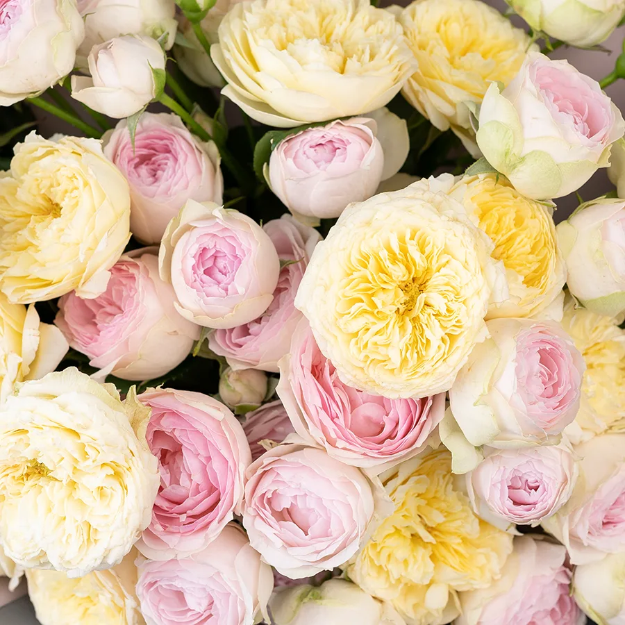Букет из 13 нежных кустовых пионовидных роз Роял Парк и Дедикейшн (02754)