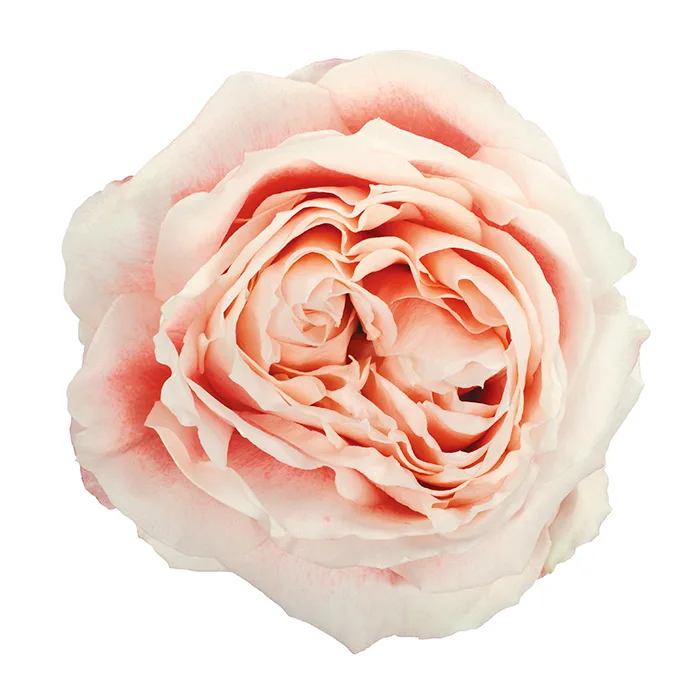 Роза садовая персиково-розовая Принцесса Сакура (00391)