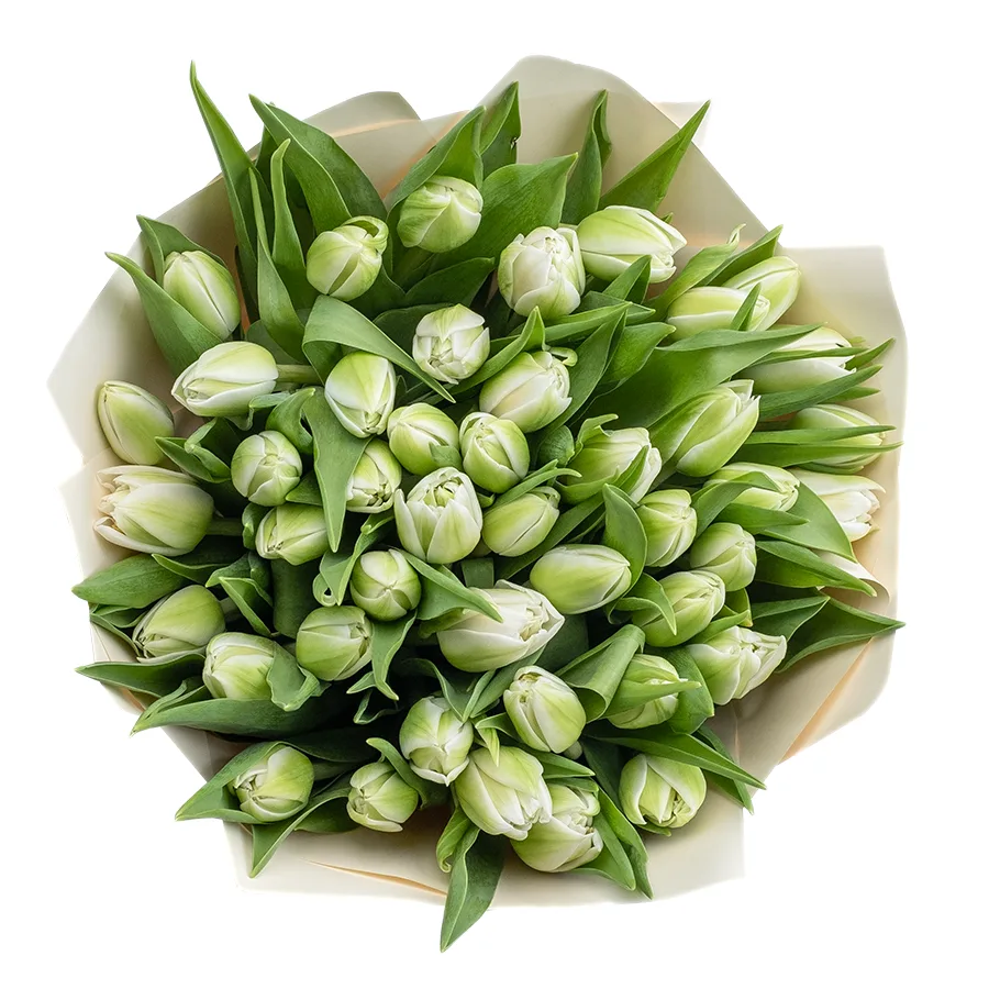 Букет из 43 белых махровых тюльпанов Вайт Херт (02452)