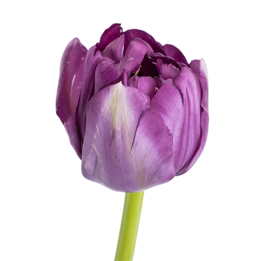 Тюльпан махровый пионовидный фиолетовый Сайгон (00163)