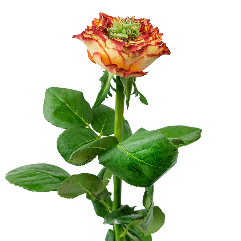 Роза пионовидная оранжевая с зелёным Флеш Ай (00281)