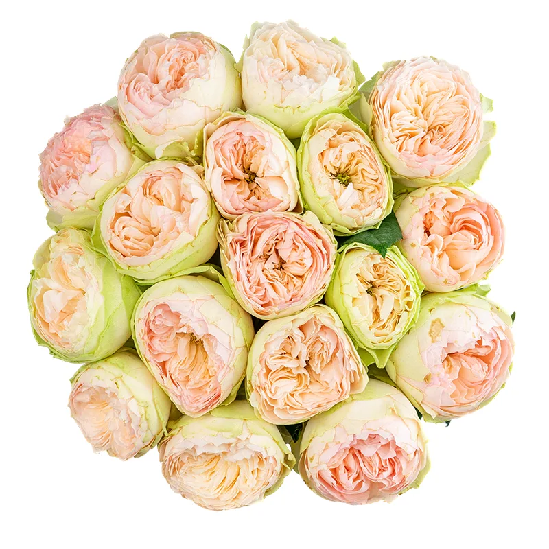 Букет из 17 кремово-розовых садовых роз Пинки Пай (01624)