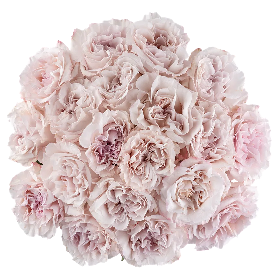 Букет из 19 садовых пыльно-сиреневых роз Паудер Пуф (03831)