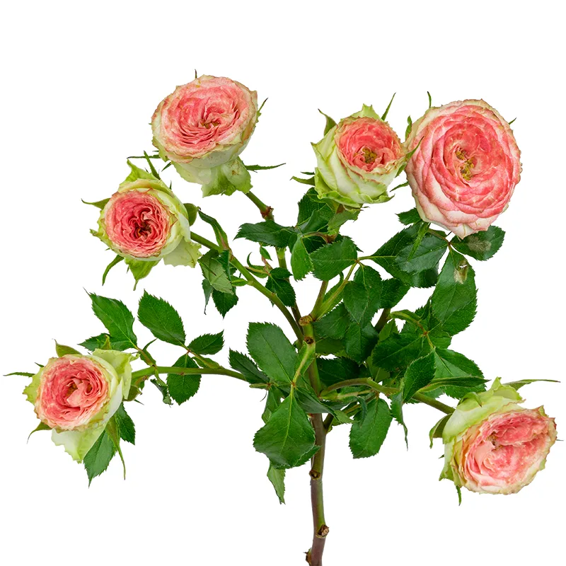 Роза кустовая розово-салатовая Папарацци! (00530)
