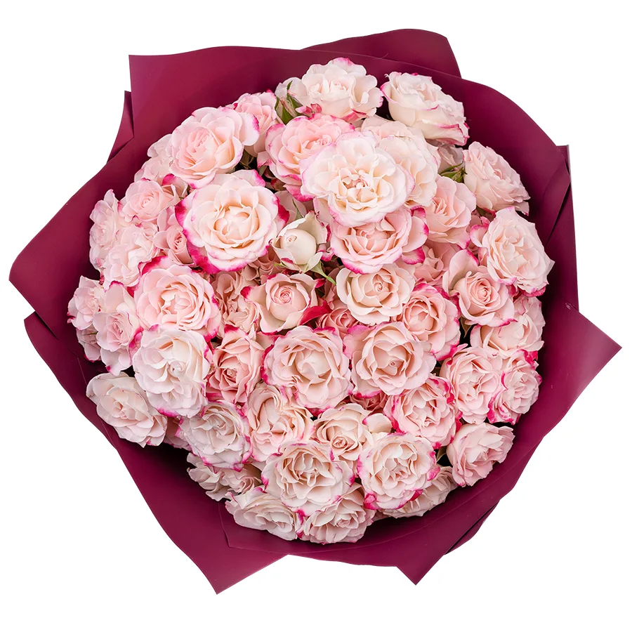 Букет из 17 кремовых с малиновыми краями кустовых роз Рефлекс (02624)