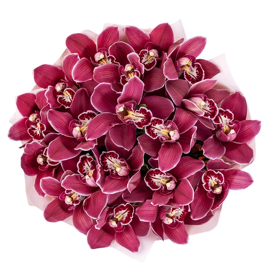 Букет из 19 красных орхидей Цимбидиум (02498)