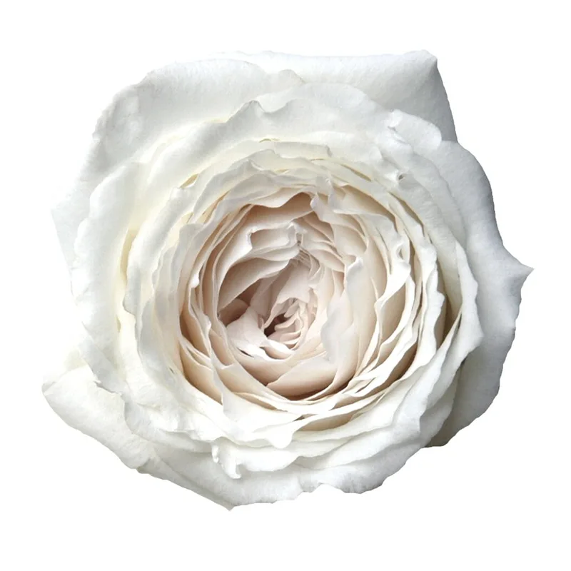 Роза садовая белая Принцесса Миюки (00249)