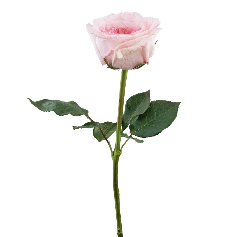 Роза ароматная садовая розовая Пинк О’Хара 60 см (00205)