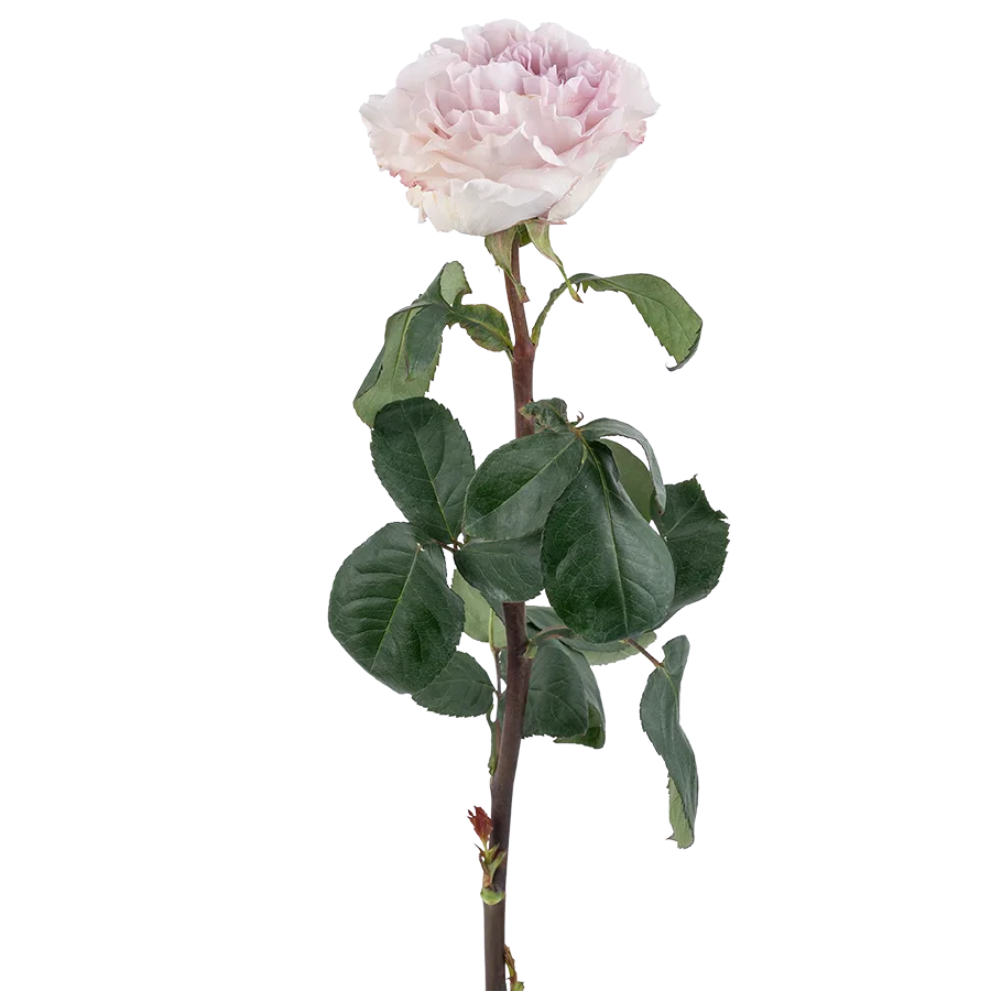 Роза садовая пыльно-сиреневая Паудер Пуф 60 см (03829)