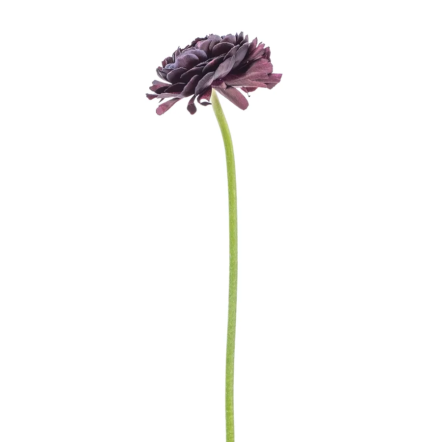 Ранункулюс тёмно-фиолетовый Клуни Нерон (00137)