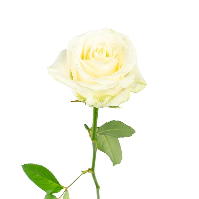 Роза белая Аваланж (00052)