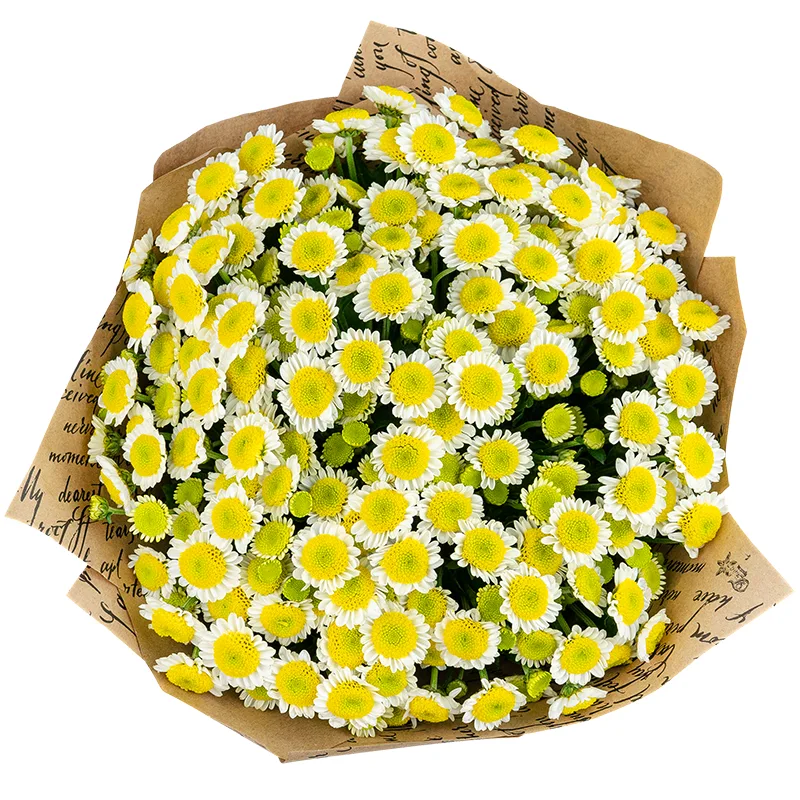 Букет из 19 бело-жёлтых кустовых хризантем Сантини Сан Ап (01542)