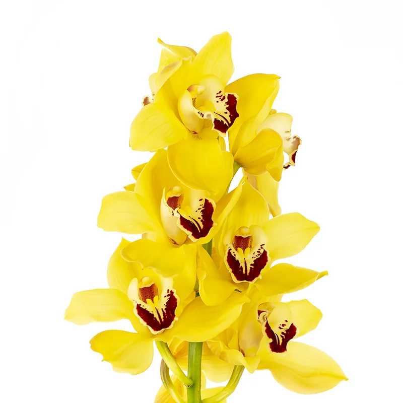 Орхидея Цимбидиум жёлтая ветка (00047)