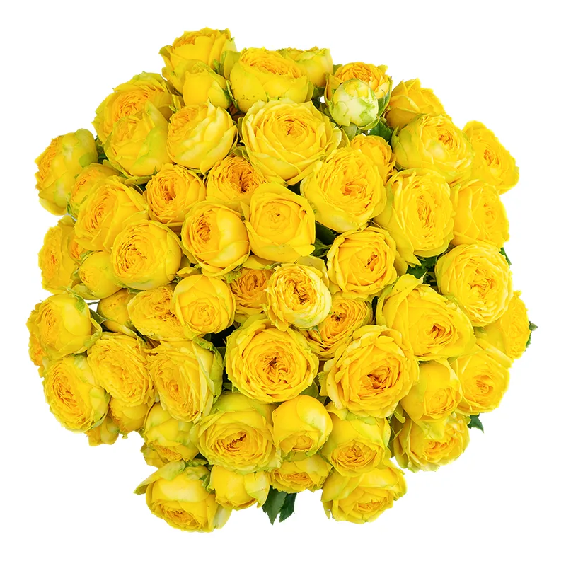 Букет из 25 жёлтых кустовых пионовидных роз Луна Трендсеттер (01697)
