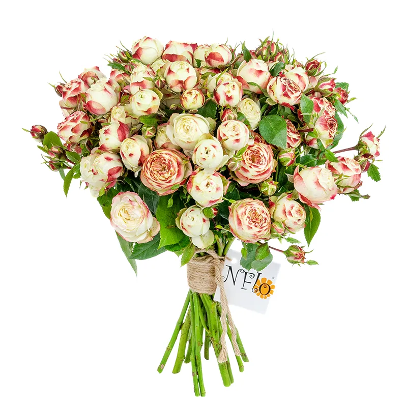 Букет из 15 бело-красных кустовых роз Латин Помпон Фрилендер (01503)