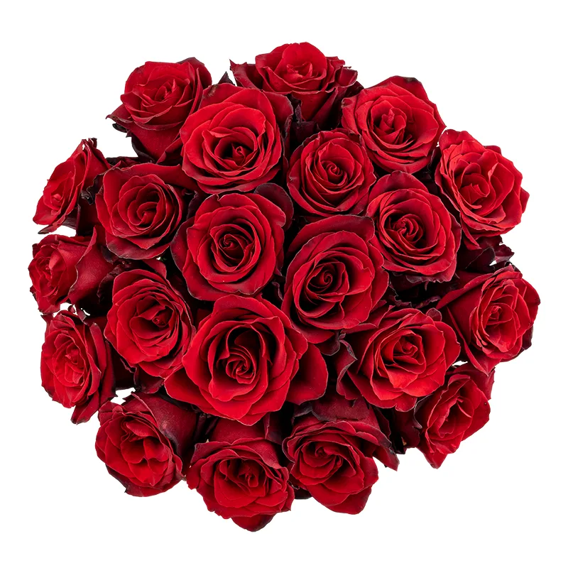 Букет из 21 тёмно-красной розы Эксплорер (01549)