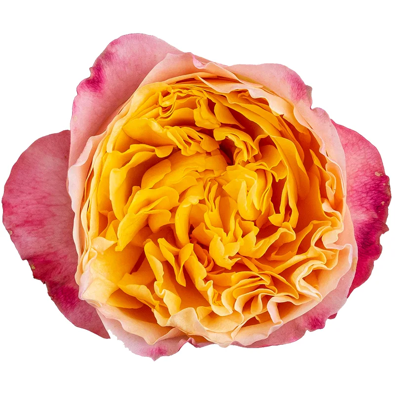 Роза садовая кремовая Дэвида Остина Эдит