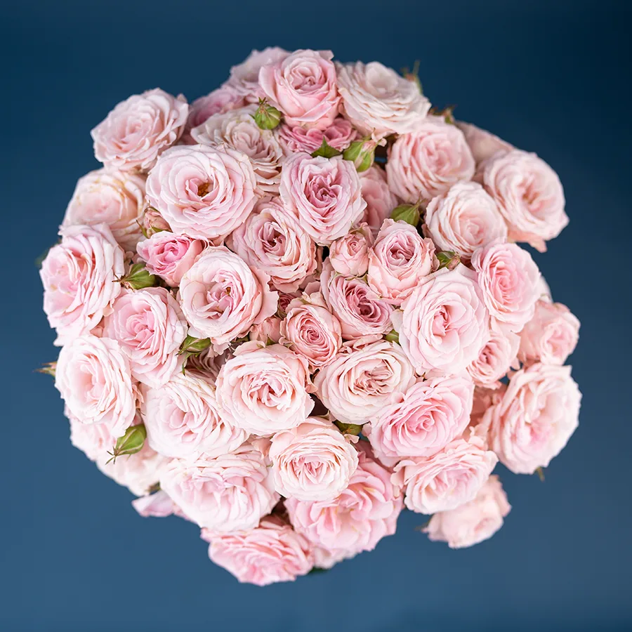 Букет из 13 нежно-розовых кустовых роз Аэробик (02926)