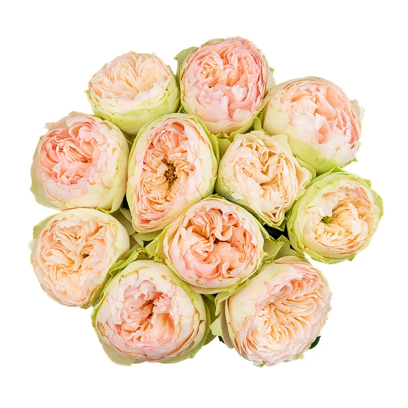 Букет из 11 кремово-розовых садовых роз Пинки Пай (01627)