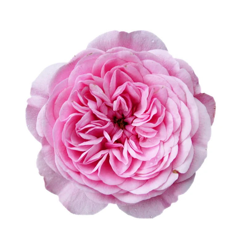Роза садовая нежно-розовая Вояж (00268)