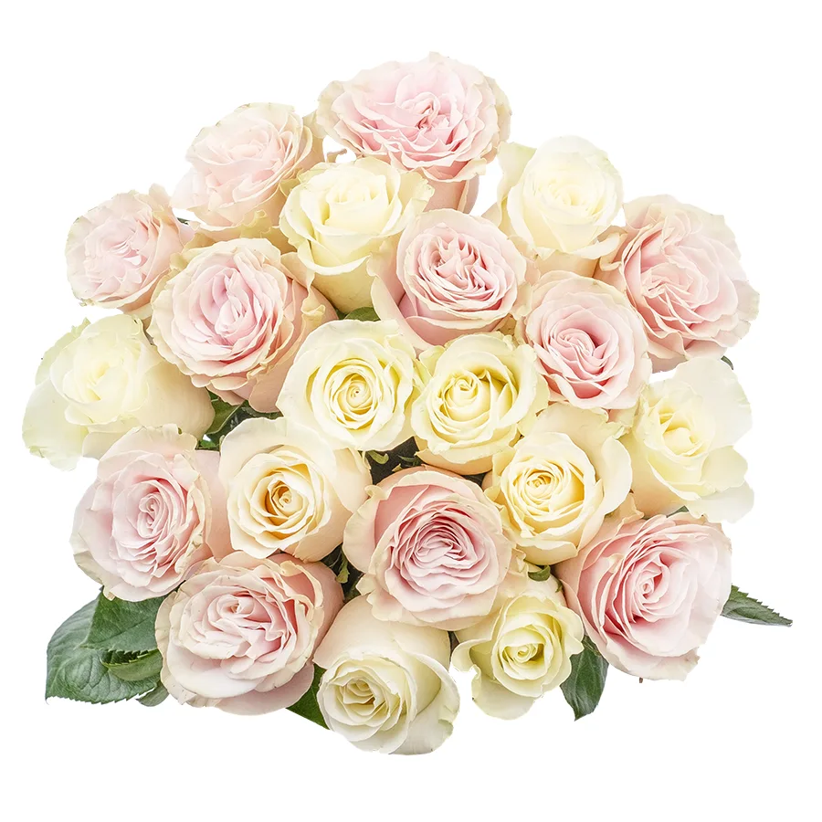 Букет из 21 белой и розовой розы Мондиаль и Пинк Мондиаль (02230)