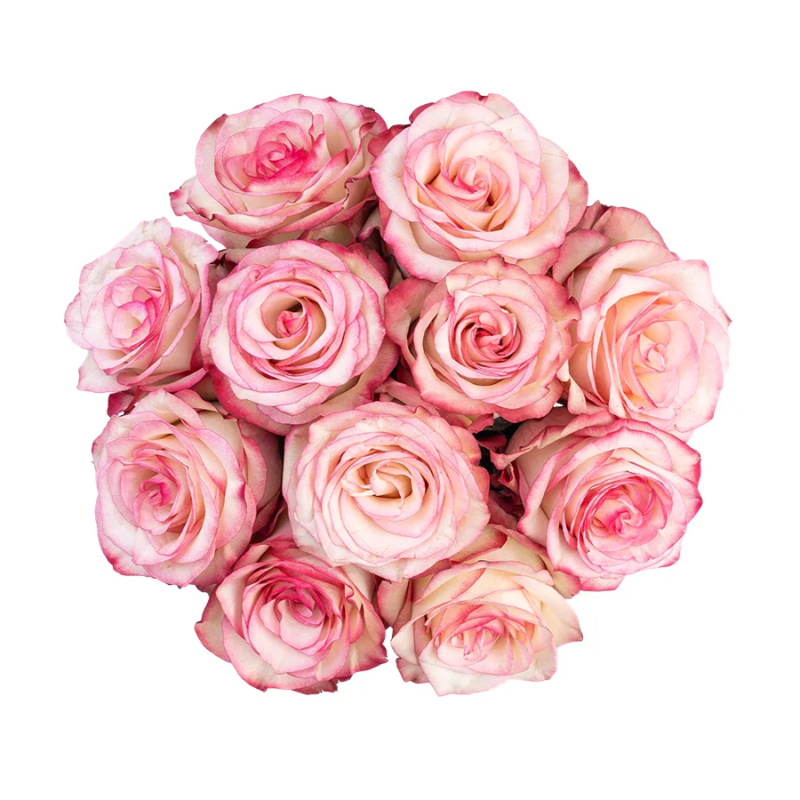 Букет из 11 бело-розовых с малиновыми краями роз Палома (03104)