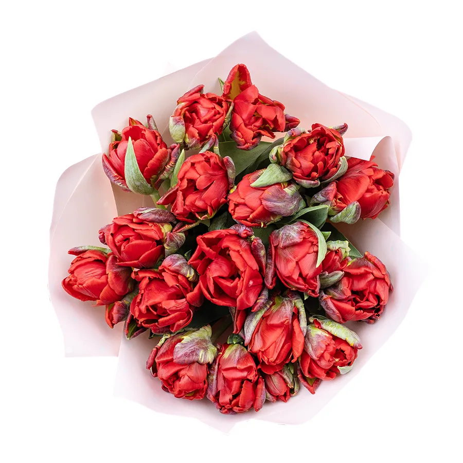 Букет из 13 красных густомахровых тюльпанов Рококо Дабл (02276)